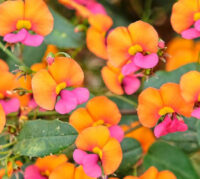 Chorizema diversifolium plants - ( Climbing Flame pea )