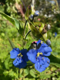 Commelina coelestis - ( Sleeping Beauty) - Image 2