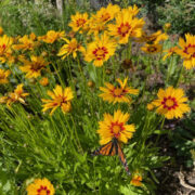 Coreopsis grandiflora 'Heliot' seeds - (Tickseed)