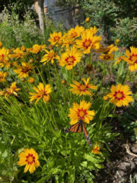 Coreopsis grandiflora 'Heliot' seeds - (Tickseed)