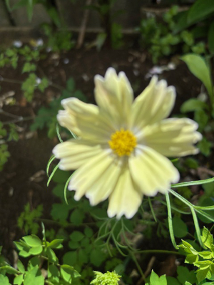 Cosmos bipinnatus 'Lemonade' seeds - Image 2