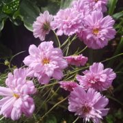 Cosmos bipinnatus 'Double Click Rose Bonbon' seeds
