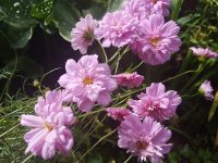 Cosmos bipinnatus 'Double Click Rose Bonbon' seeds