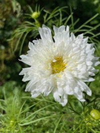 Cosmos bipinnatus 'Snow Puff' seeds