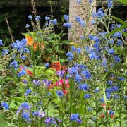 Cynoglossum amabile seeds -( Chinese forget-me-not)