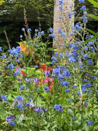 Cynoglossum amabile seeds -( Chinese forget-me-not)