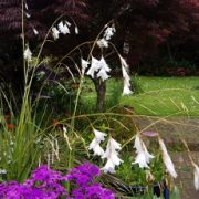 Dierama  pulcherrima-hybr 'White' seeds - (Angels' Fishing Rod)