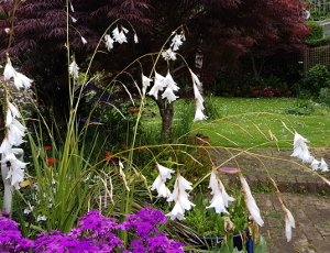 Dierama pulcherrima-hybr 'White' seeds - (Angels' Fishing Rod)