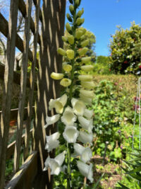 Digitalis purpurea 'Snow thimble' seeds - (Foxglove) - Image 2