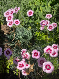 Dianthus Alwoodii-hybrid (caryophyllus x plumarius) seeds - (Carnation)