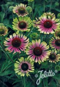 Echinacea purpurea 'Green Twister' seeds - (Coneflower)