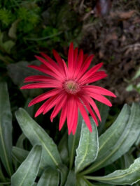 Gerbera jamesonii 'California Giants Mixed' seeds - Image 3