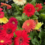 Gerbera jamesonii F2-hybrid 'T & M Mixed' seeds - (Barberton Daisy, Transvaal Daisy)