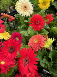 Gerbera jamesonii F2-hybrid 'T & M Mixed' seeds - (Barberton Daisy, Transvaal Daisy)