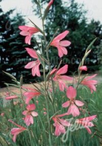 Gladiolus illyricus plants