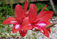 Gladiolus nanus 'Robinetta'  bulbs - (Sword Lily)