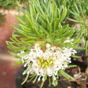 Grevillea crithmifolia seeds