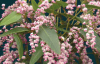 Hardenbergia violacea rosea ( Bush Form)  seeds - ( Coral Pea)