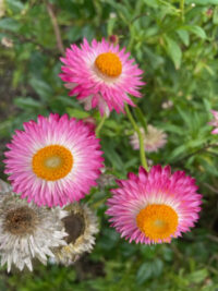 Helichrysum bracteatum  'King Size Bright Rose Pink' seeds - (Strawflower, Everlasting daisy)