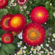Helichrysum bracteatum 'Fireball' seeds - (Strawflower, Everlasting flower, Paper Daisy)