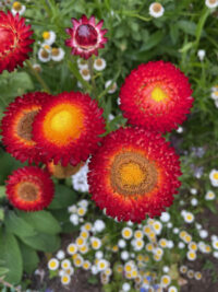 Helichrysum bracteatum 'Summer Rainbow Mix' seeds - (Strawflower) - Image 4