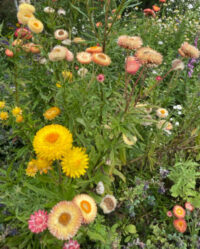 Helichrysum bracteatum 'Summer Rainbow Mix' seeds - (Strawflower) - Image 2