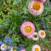 Helichrysum bracteatum 'Pink and cream Mix' seeds - ( strawflower)