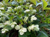 Helleborus x Sternii Hybrid seeds