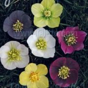 Helleborus orientalis 'Newest Hybrids' seeds - ( Lenten Rose)
