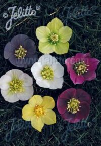 Helleborus orientalis 'Newest Hybrids' seeds - ( Lenten Rose)