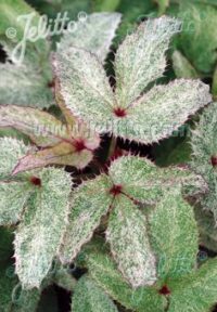 Helleborus argutifolius 'Pacific Frost' seeds