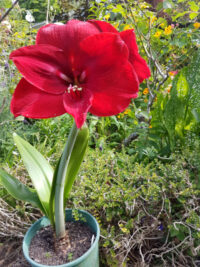Hippeastrum x hybridum 'Royal Velvet' seeds - (Amaryllis)