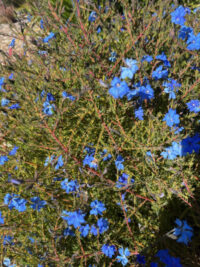 Lechenaultia biloba seeds - ( Blue lechenaultia) - Image 2