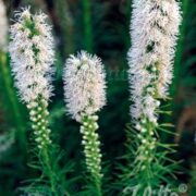 Liatris spicata 'White' seeds - (Blazing Star, Gayfeather)