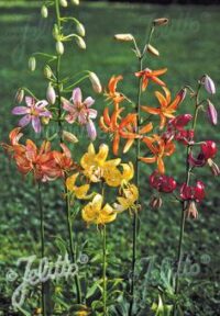 Lilium martagon-hybrid 'Painted Ladies' seeds- ( Turk's cap)