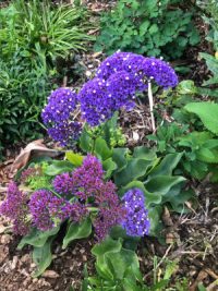 Limonium perezzii 'Blue Smoke' plants - (Statice)