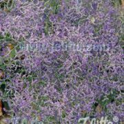 Limonium latifolium seeds - (Sea Lavender)