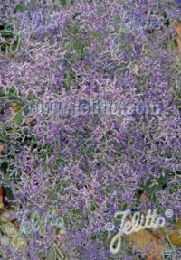Limonium latifolium seeds - (Sea Lavender)