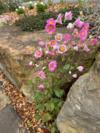 Rhodanthe manglesii 'Maculata Rose' seeds - (Everlasting, Paper Daisy) - Image 3