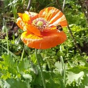Papaver somniferum 'Flagship Orange' seeds - (Poppy )