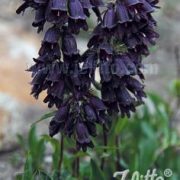 Penstemon  whippleanus  seeds  ( cold treated)  - ( Chocolate Drop)