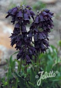 Penstemon  whippleanus  seeds  ( cold treated)  - ( Chocolate Drop)