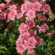 Phlox drummondii 'Grandiflora Tapestry mix' seeds