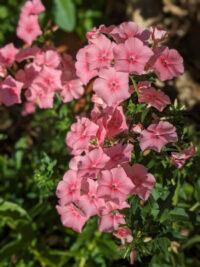 Phlox drummondii 'Grandiflora Tapestry mix' seeds