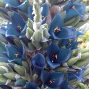 Puya berteroniana seeds - (Blue Puya)