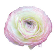 Ranunculus asiaticus 'Elegance Bianco Sfumato' seeds