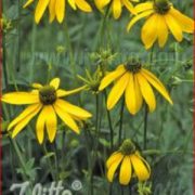 Rudbeckia laciniata plants - (Black Eyed Susan, Coneflower)