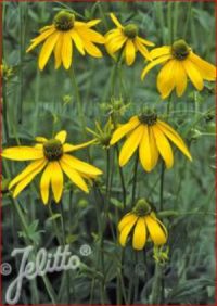 Rudbeckia laciniata plants - (Black Eyed Susan, Coneflower)