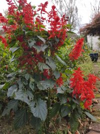 Salvia splendens hybrid seeds