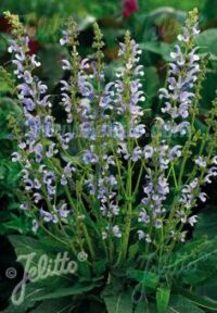 Salvia pratensis 'Sky Dance' seeds